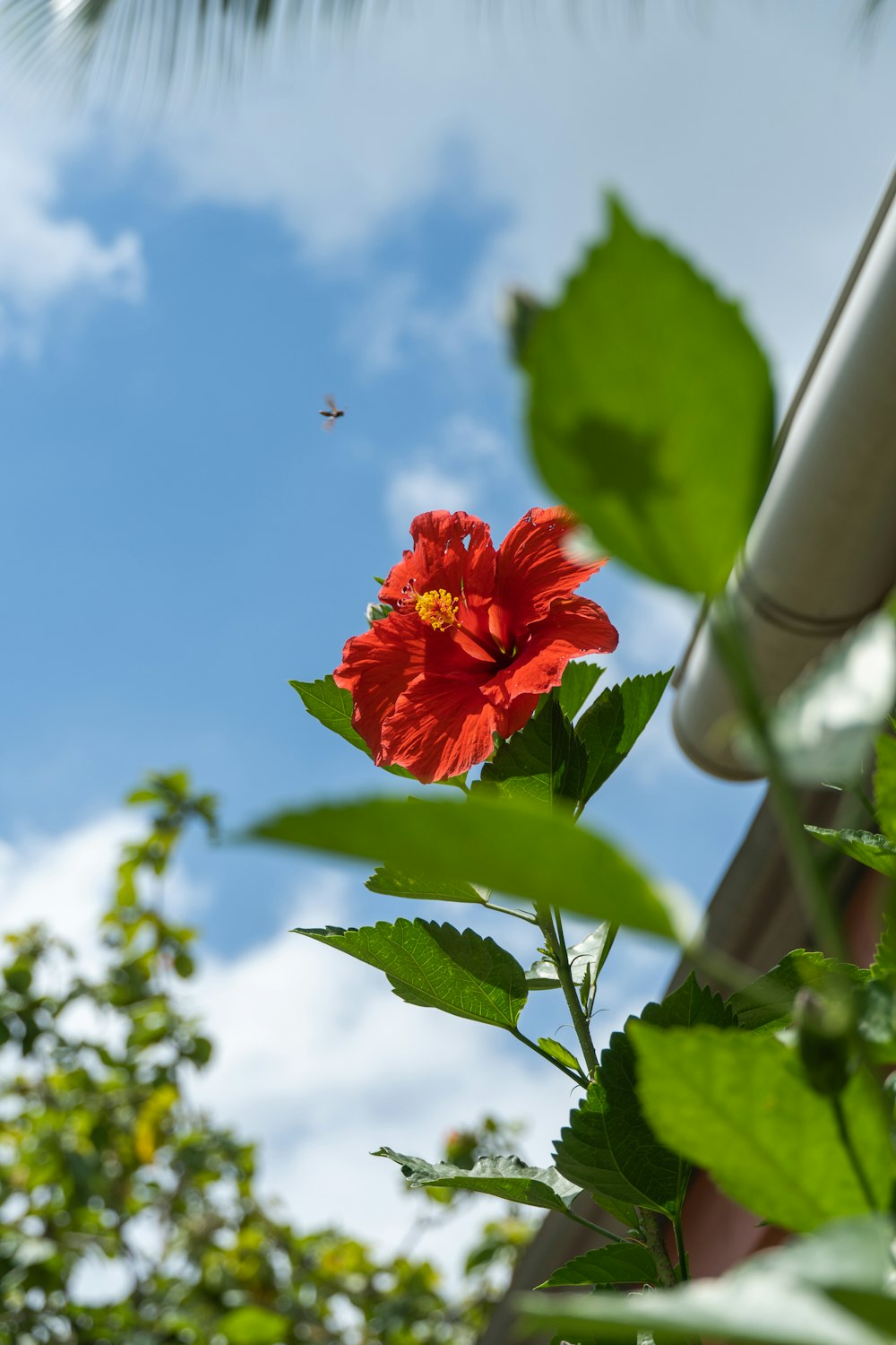 a red flower with green leaves and a blue sky in the background