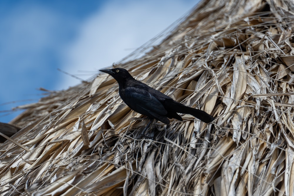 Un oiseau noir assis au sommet d’un toit de chaume