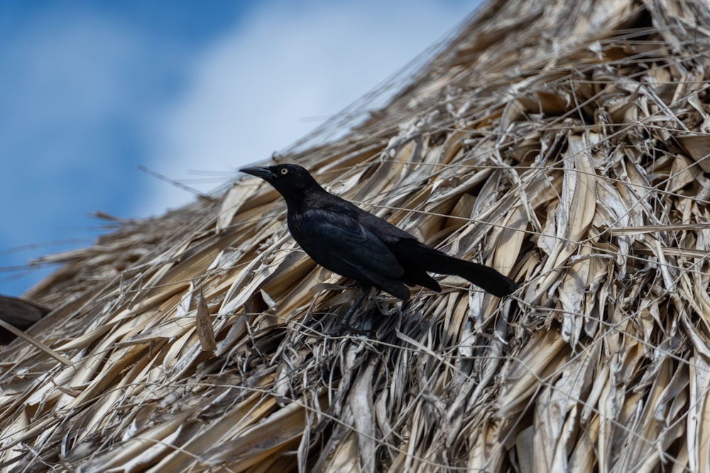 a black bird sitting on top of a thatched roof