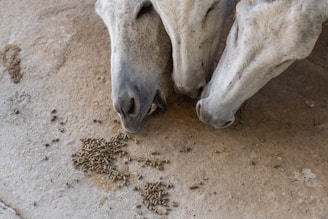 Three white donkeys are eating pellets scattered on a concrete floor. The donkeys are closely grouped together, each with their noses near the food.