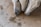 Three white donkeys are eating pellets scattered on a concrete floor. The donkeys are closely grouped together, each with their noses near the food.