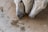 Three white donkeys are eating pellets scattered on a concrete floor. The donkeys are closely grouped together, each with their noses near the food.