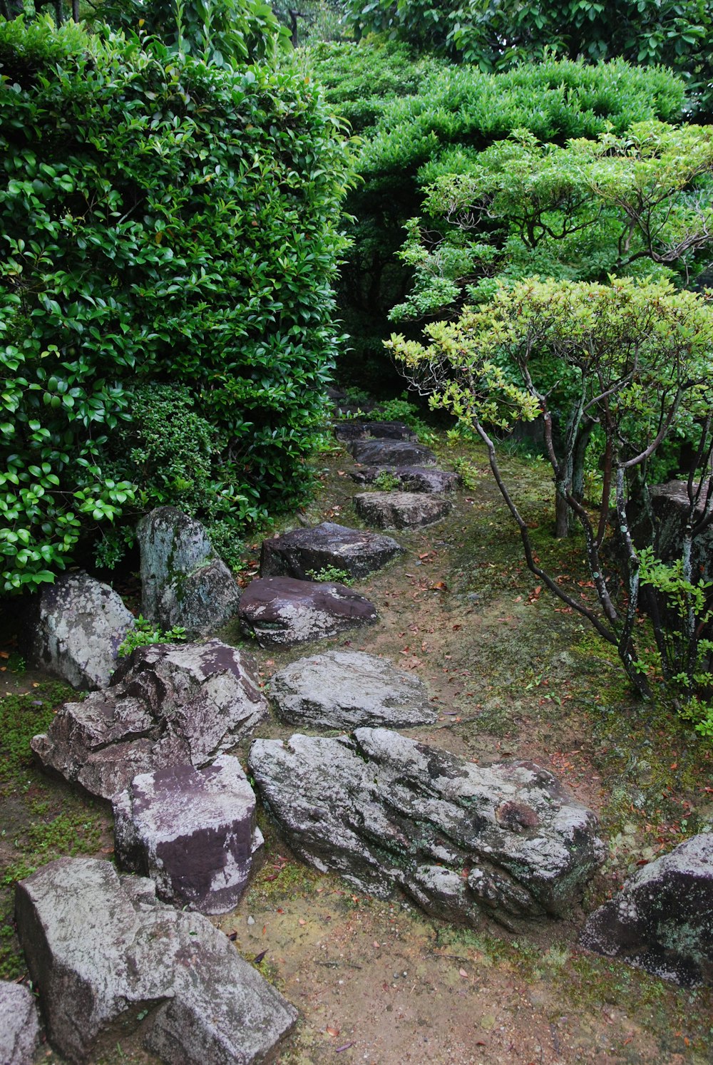 木々や岩に囲まれた石の道