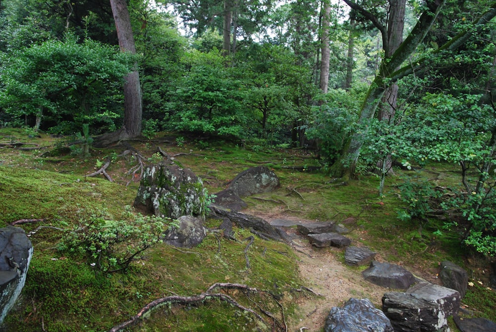 a path in the middle of a lush green forest