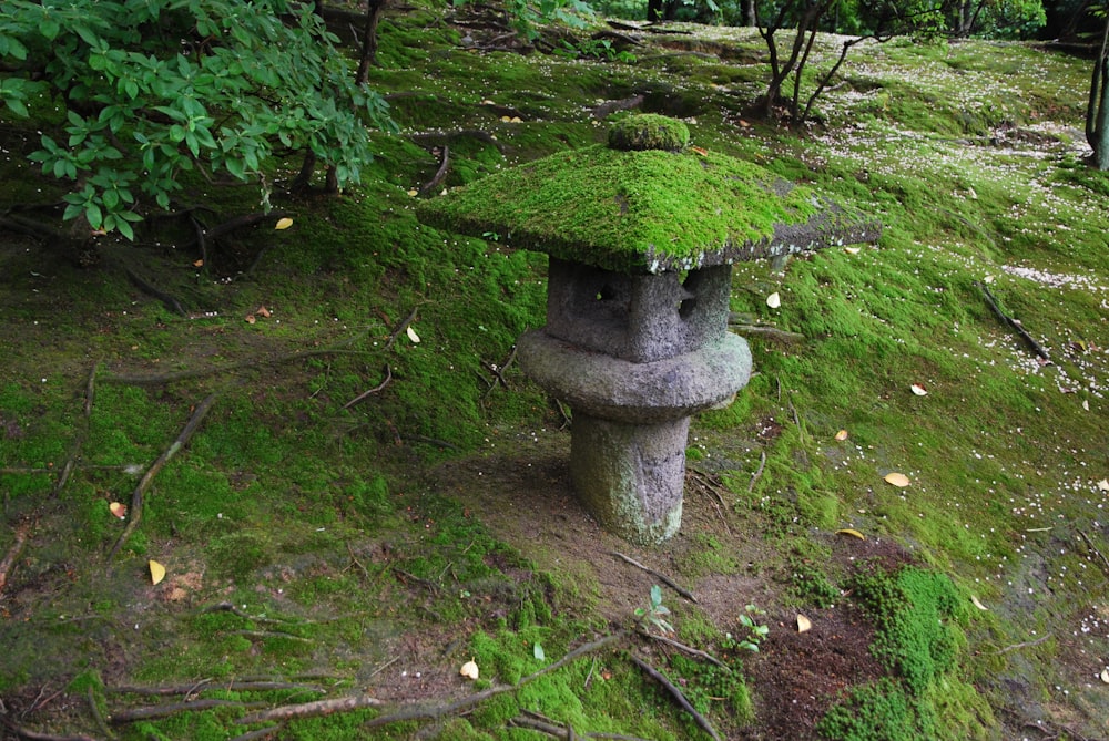 a moss covered stone bench in a forest