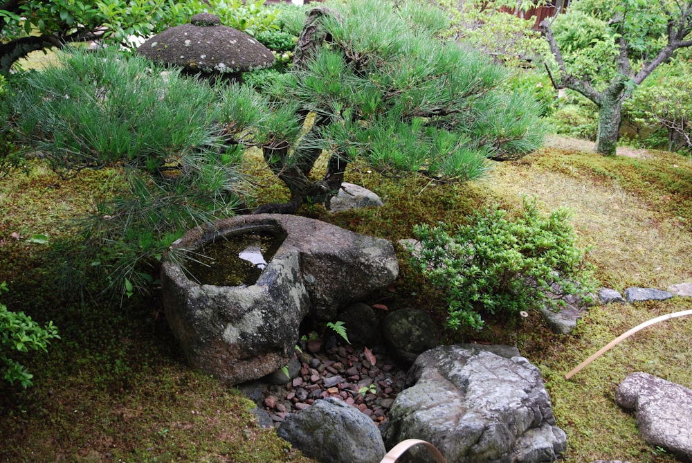 Un bonsaï dans un jardin de rocaille