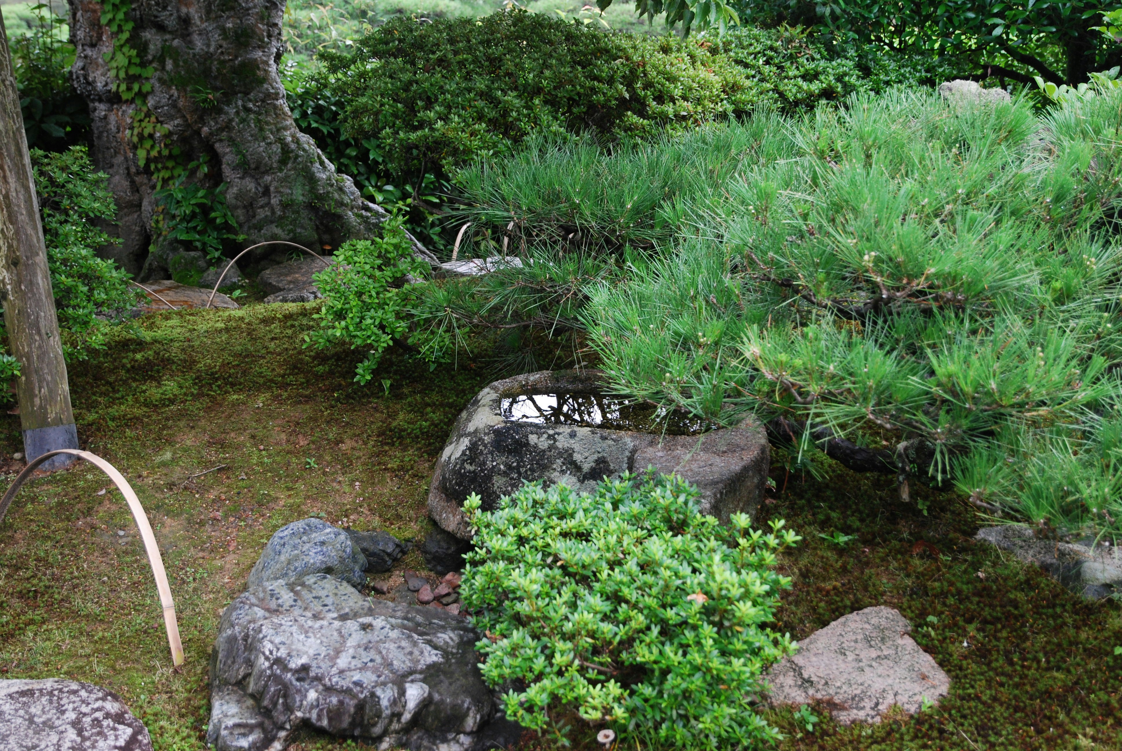 Garden with rocks and plants