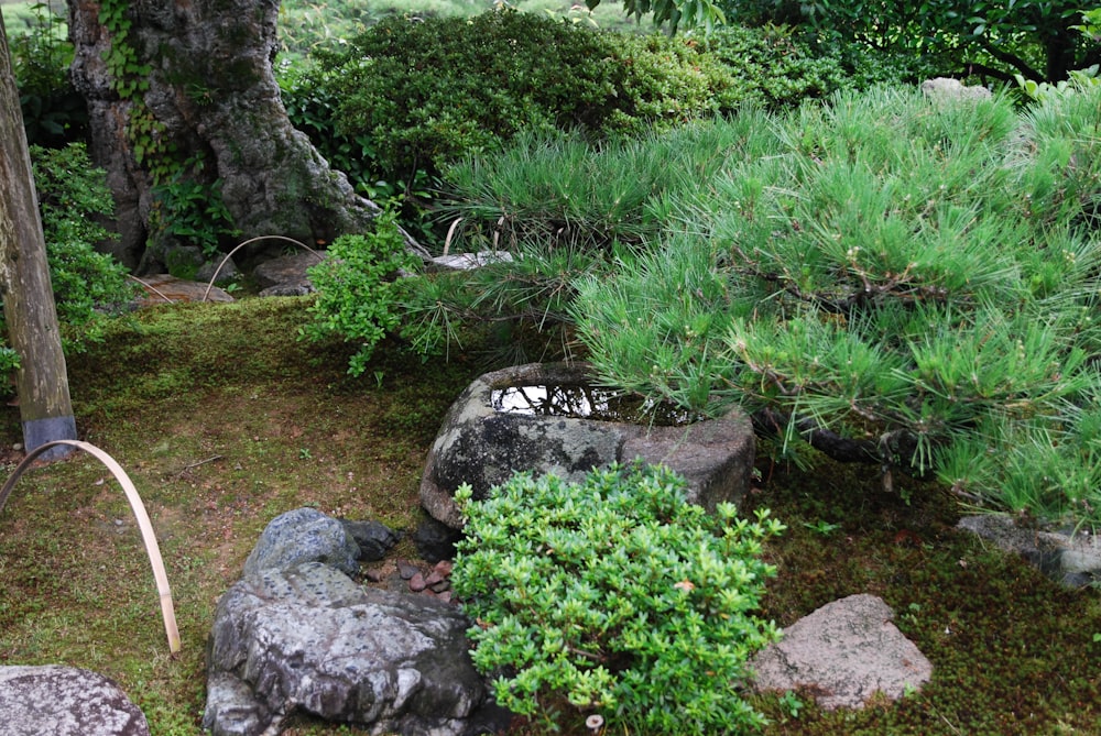 un jardin avec des roches et des plantes