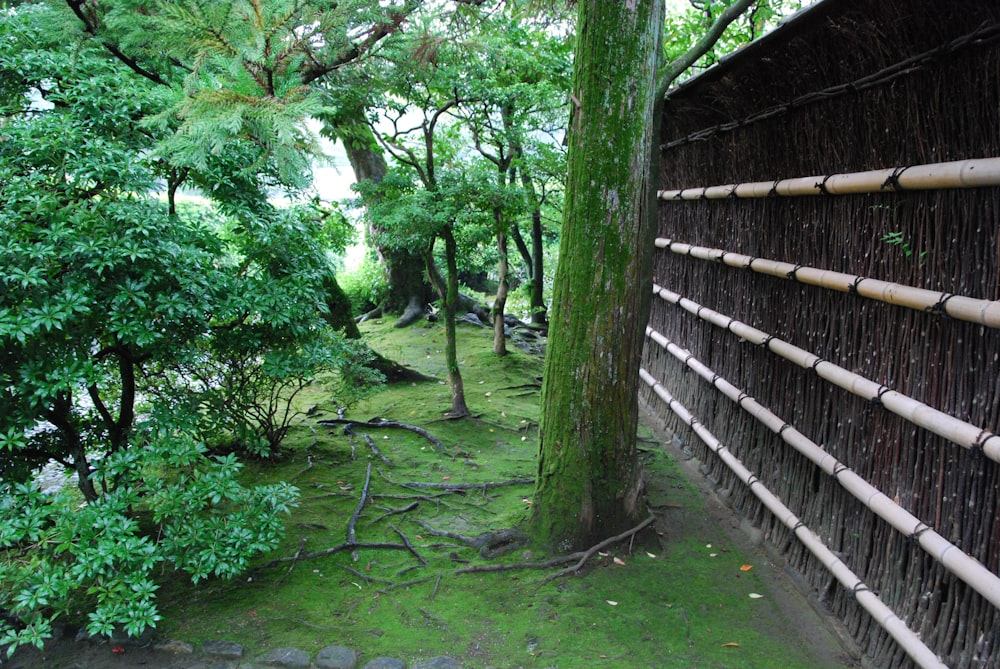 a bamboo fence is next to a tree