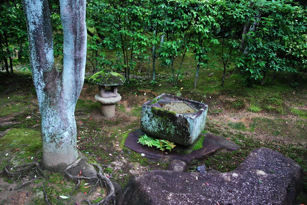 a couple of large rocks sitting in the middle of a forest