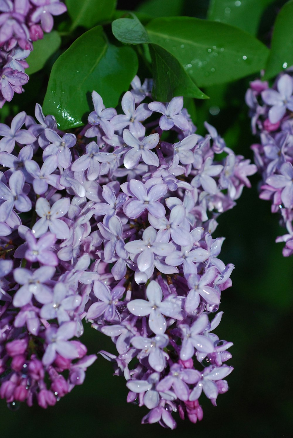 a close up of a bunch of purple flowers