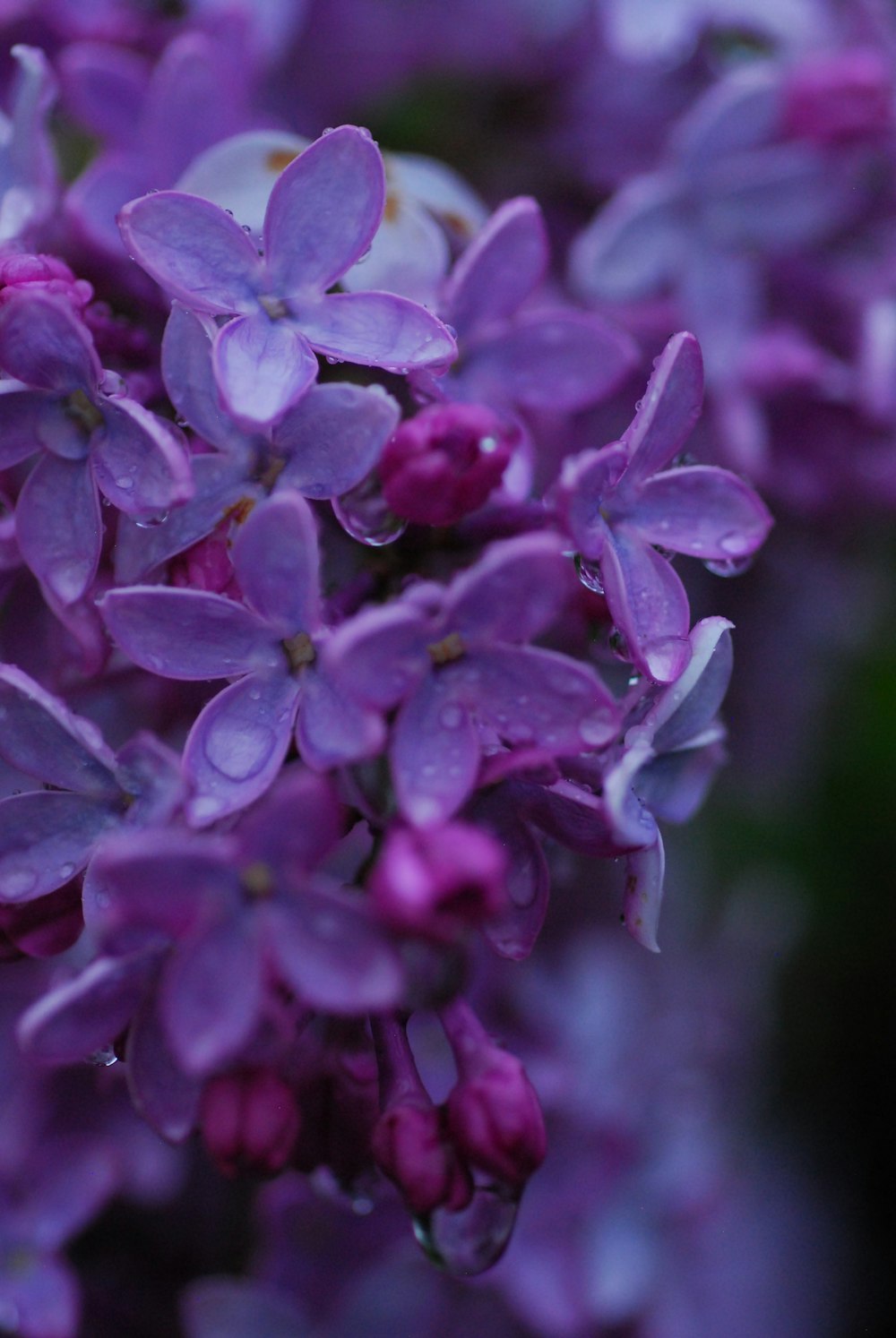 a bunch of purple flowers with water droplets on them