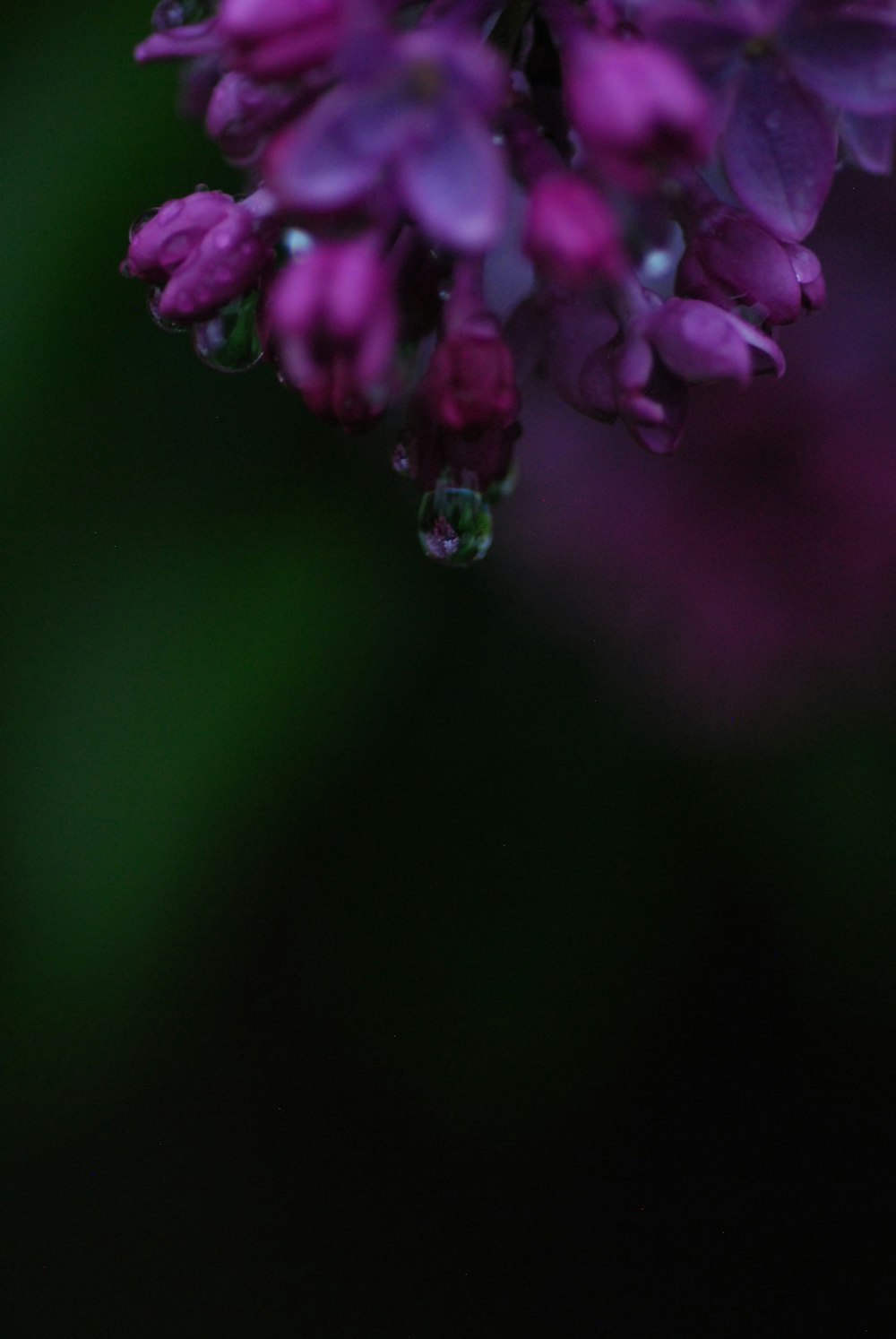 a purple flower with drops of water on it