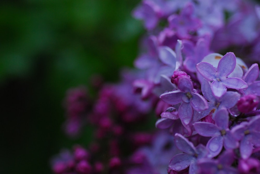 a bunch of purple flowers that are blooming