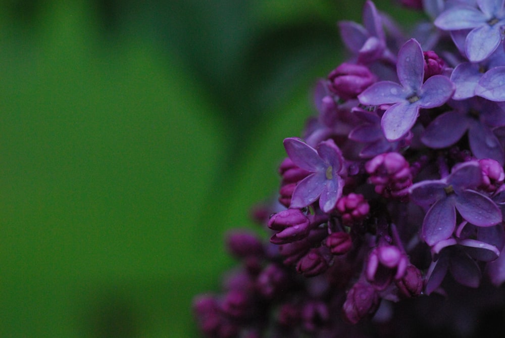 a close up of a bunch of purple flowers