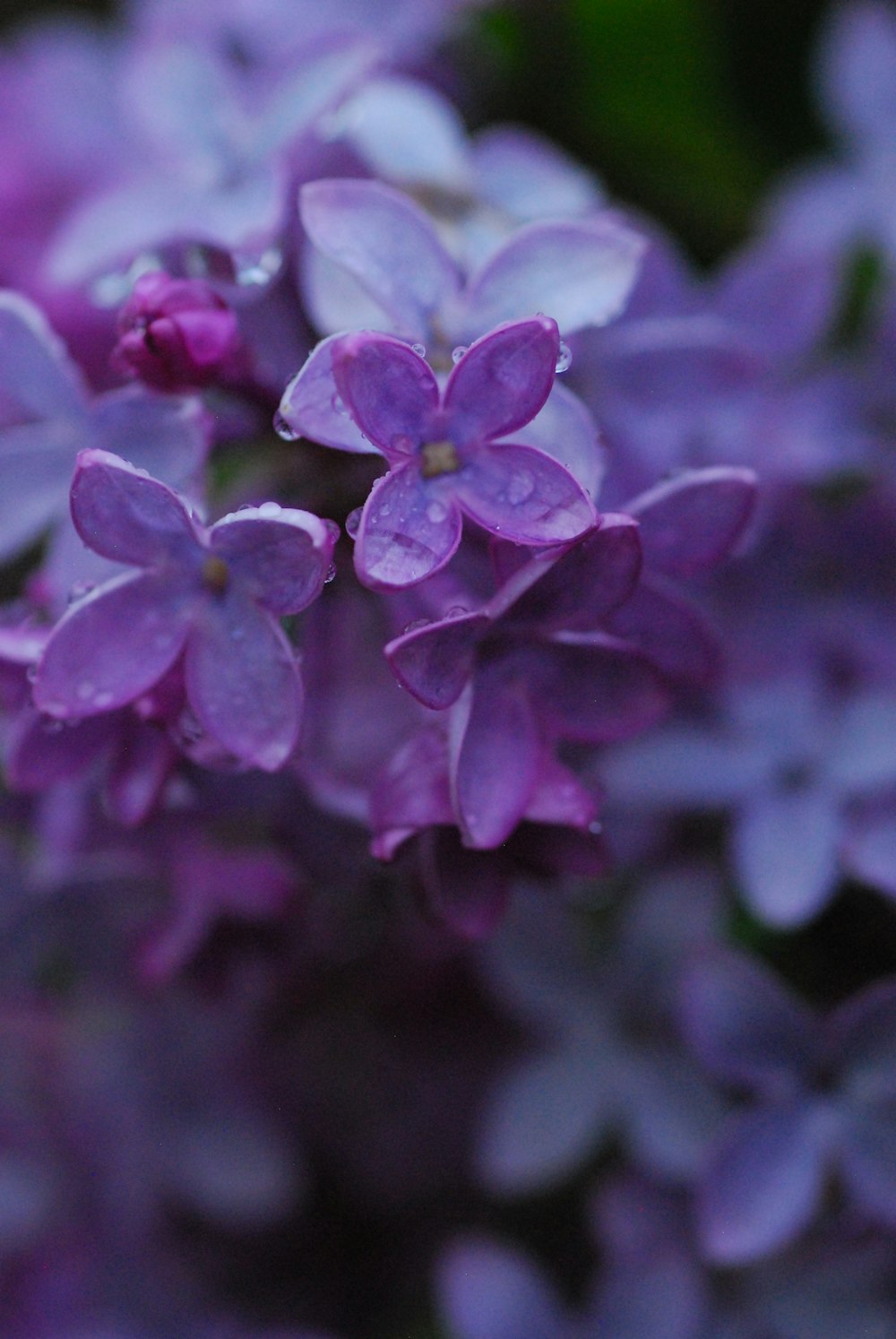 a bunch of purple flowers with water droplets on them