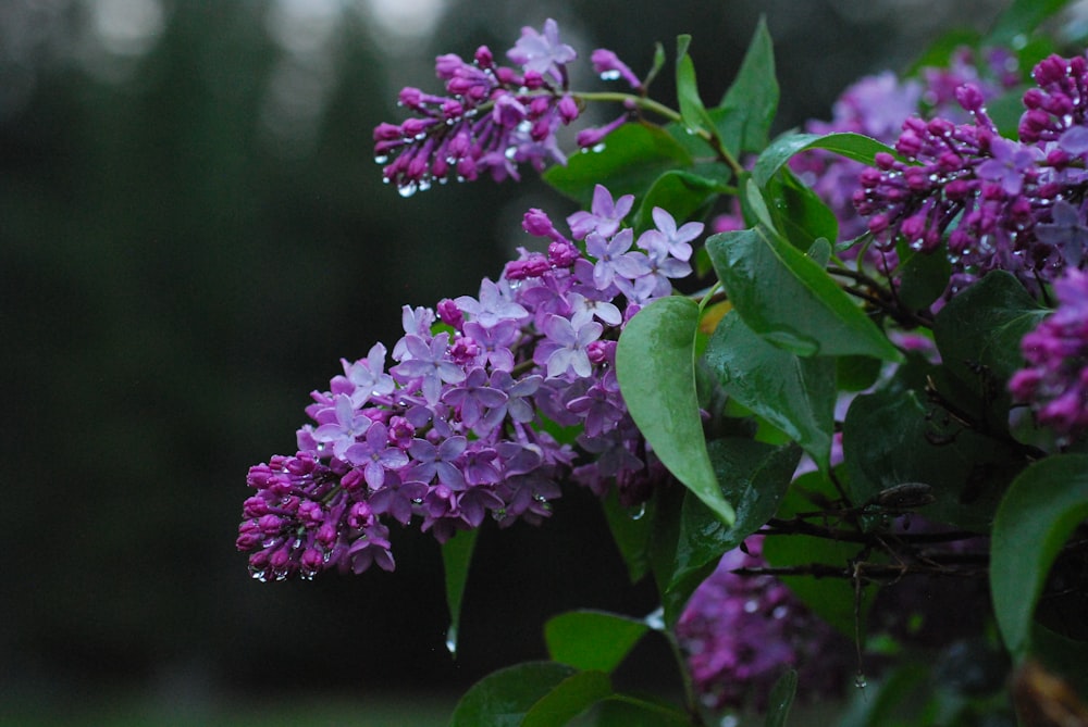 a bunch of purple flowers with green leaves