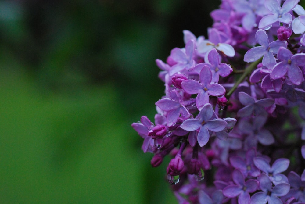 a close up of a purple flower with a blurry background