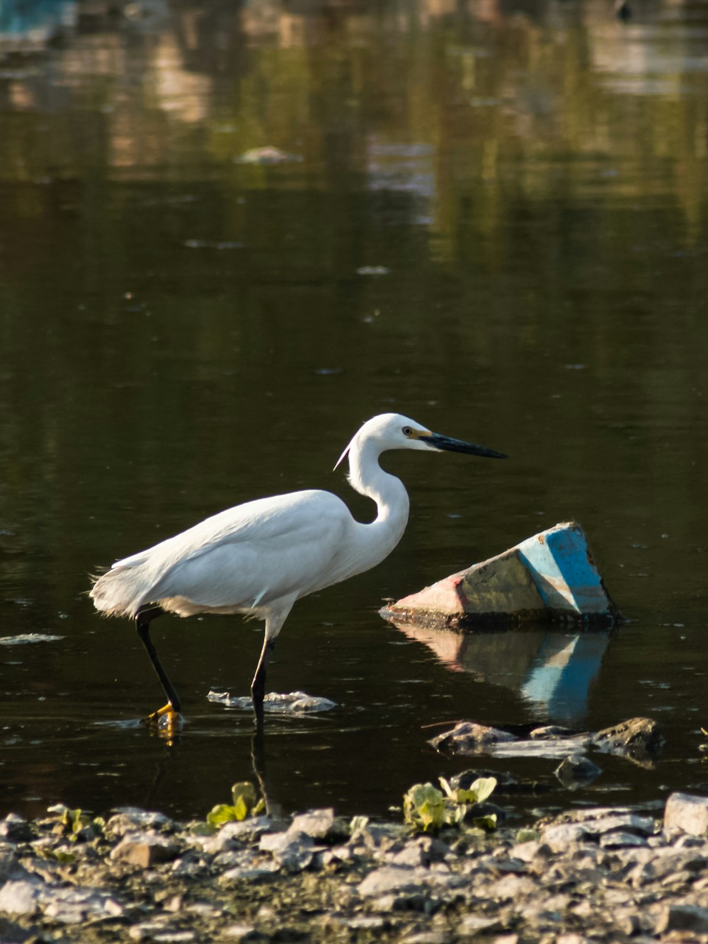 a white bird standing in a body of water