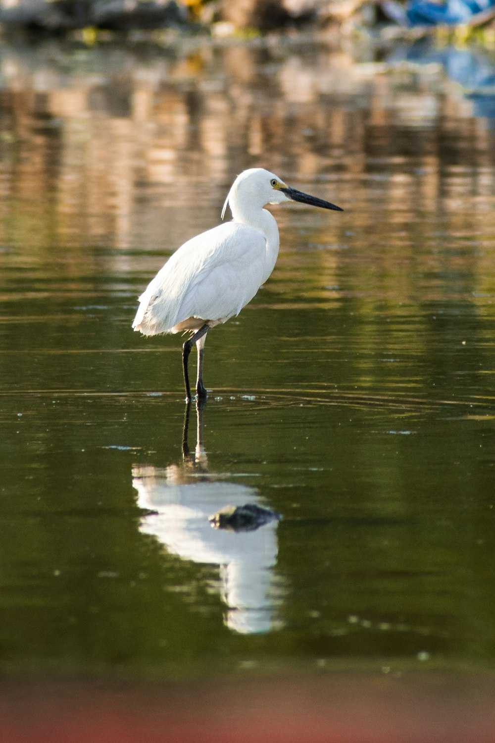 a white bird standing in a body of water