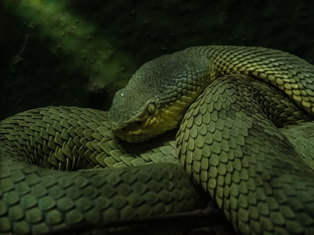 a close up of a green snake curled up