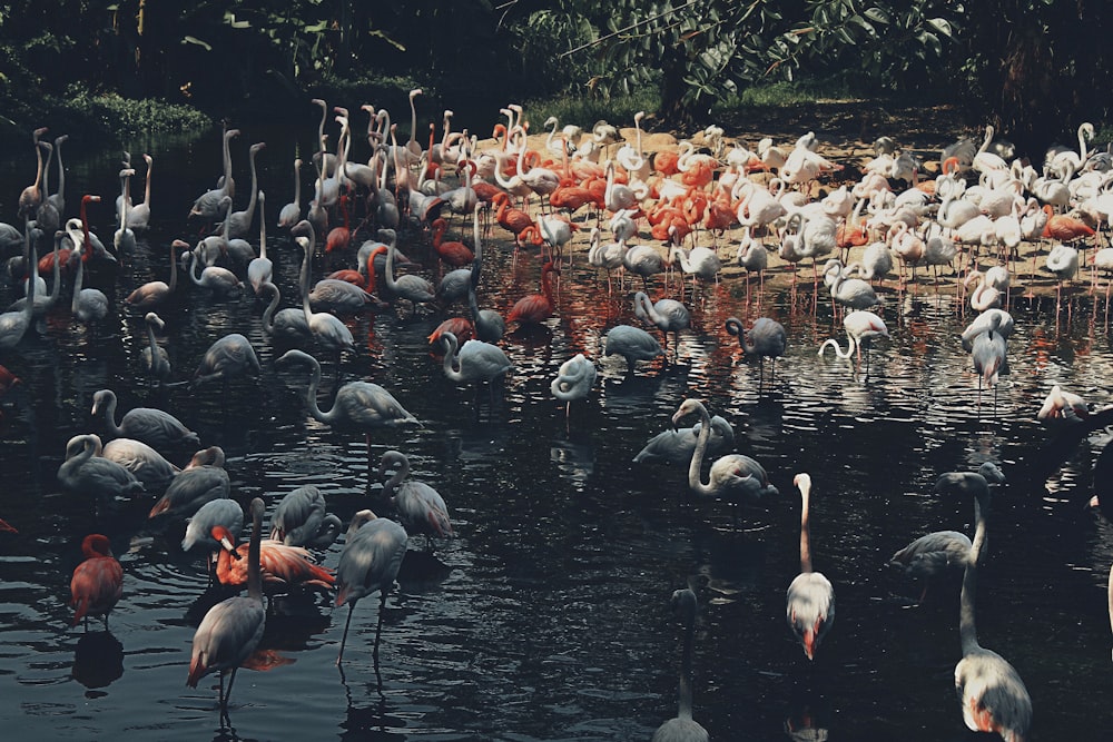 a flock of flamingos are standing in the water