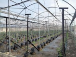 A large greenhouse structure with a metal frame and transparent panels covering rows of young plants in black grow bags. The ground is covered with plastic sheeting, and there are irrigation lines running across the plants. The overall environment appears organized and structured for cultivation.