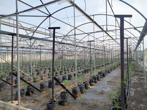 A large greenhouse structure with a metal frame and transparent panels covering rows of young plants in black grow bags. The ground is covered with plastic sheeting, and there are irrigation lines running across the plants. The overall environment appears organized and structured for cultivation.
