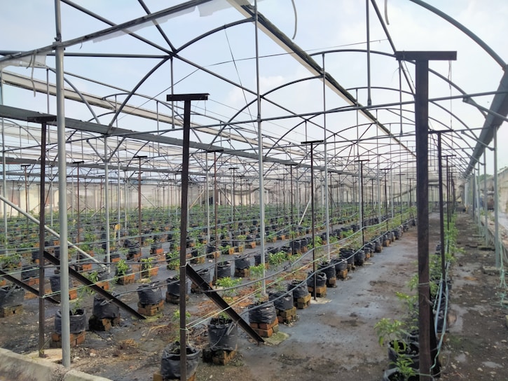 A large greenhouse structure with a metal frame and transparent panels covering rows of young plants in black grow bags. The ground is covered with plastic sheeting, and there are irrigation lines running across the plants. The overall environment appears organized and structured for cultivation.