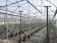 A large greenhouse structure with a metal frame and transparent panels covering rows of young plants in black grow bags. The ground is covered with plastic sheeting, and there are irrigation lines running across the plants. The overall environment appears organized and structured for cultivation.