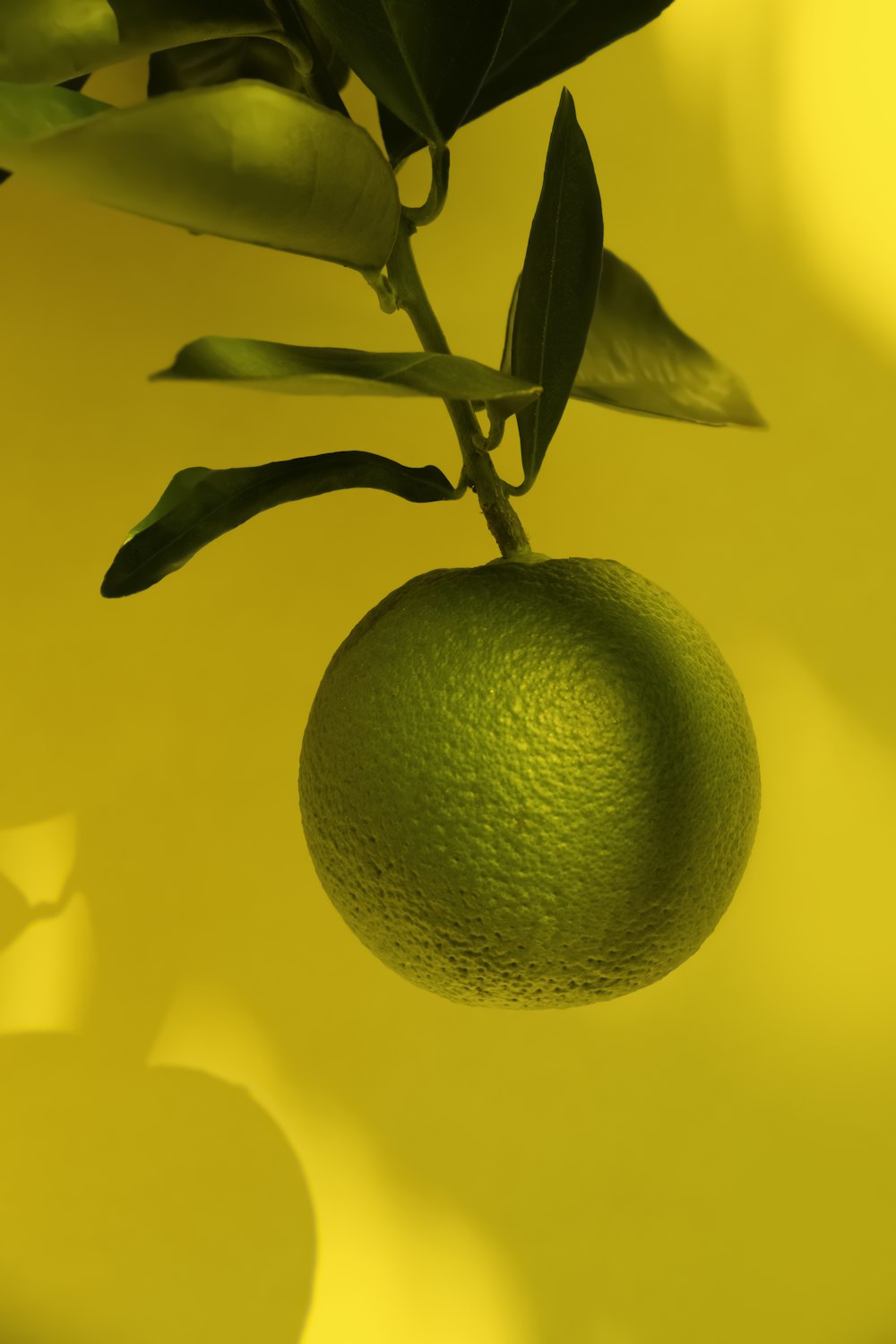 a green fruit hanging from a tree branch