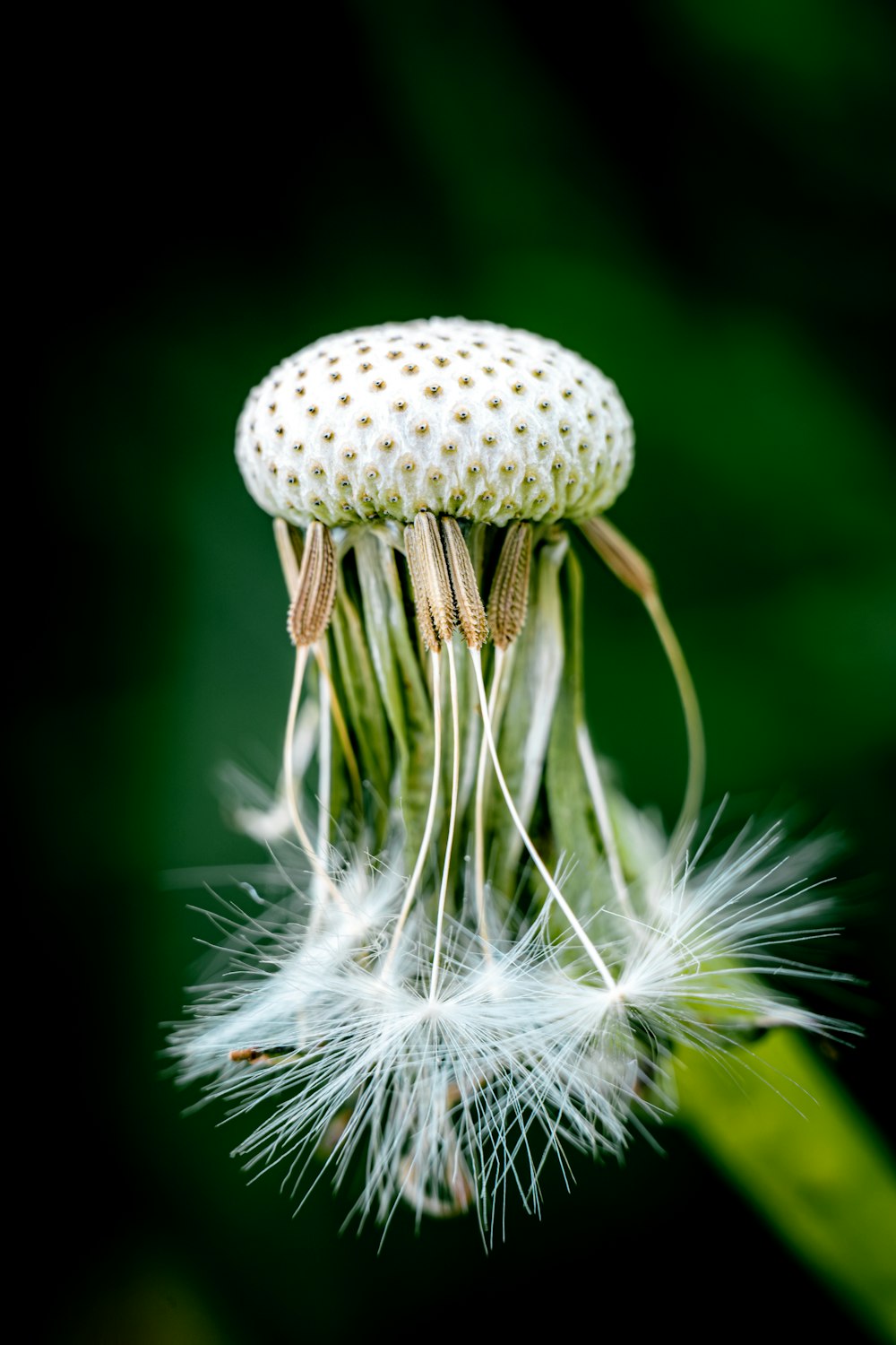 a close up of a dandelion with a black background