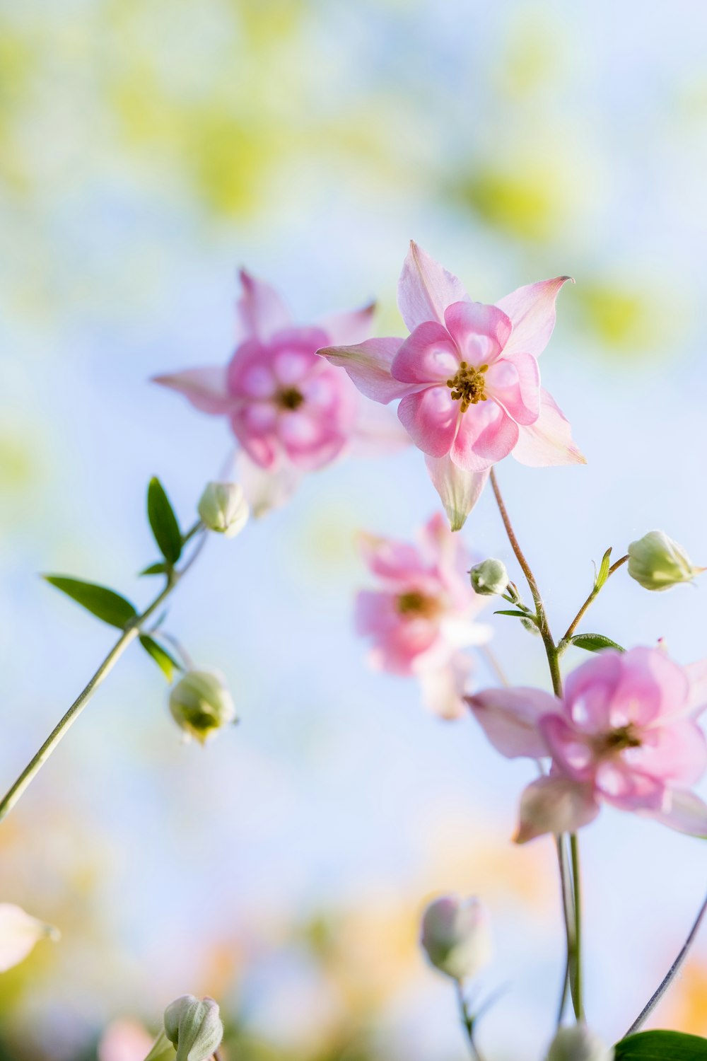 a close up of a pink flower with green leaves