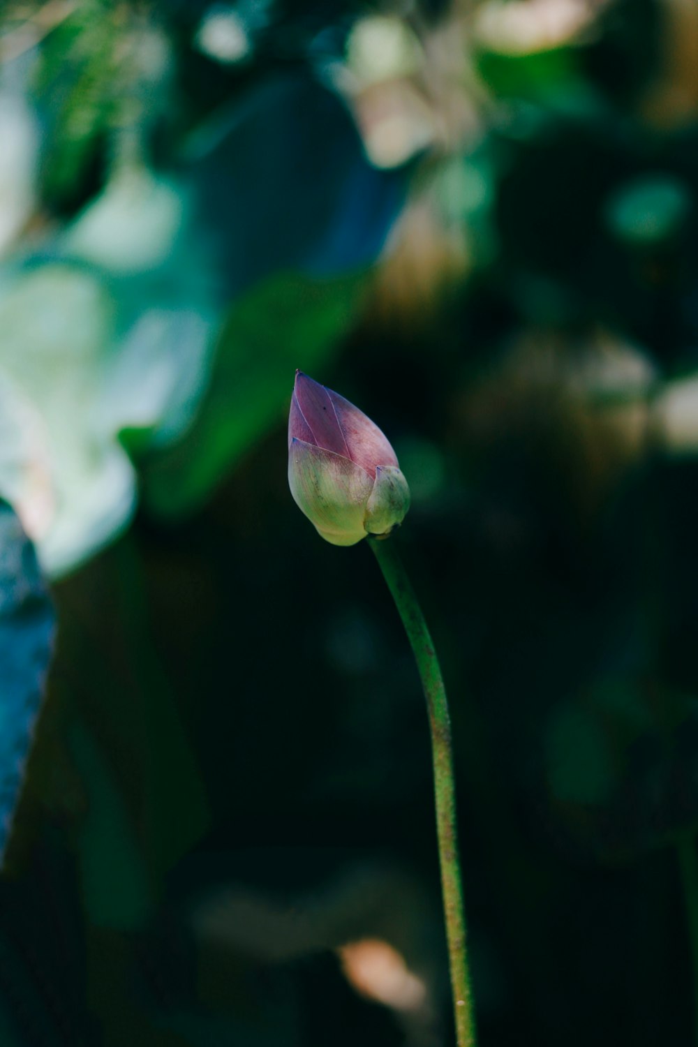 a single pink flower sitting on top of a green plant