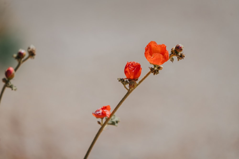 ein paar rote blumen, die auf einer pflanze sitzen