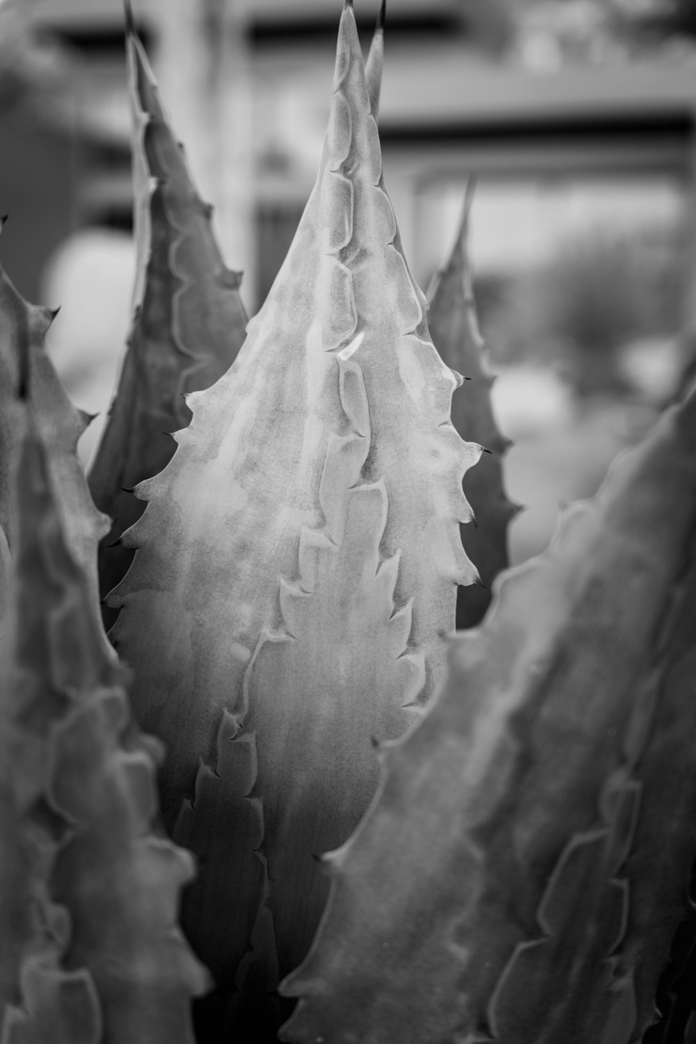 a black and white photo of a plant