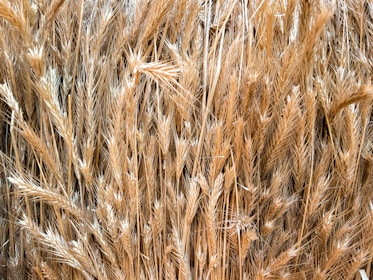 A close-up of golden wheat grains ready for harvest.