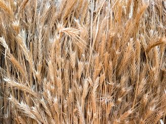 A close-up of golden wheat grains ready for harvest.