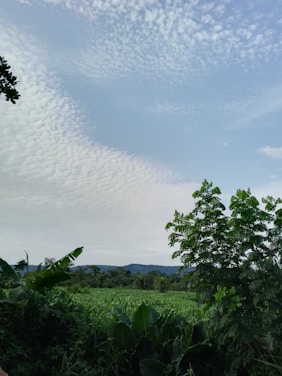 A lush green landscape showcasing diverse plants and trees.