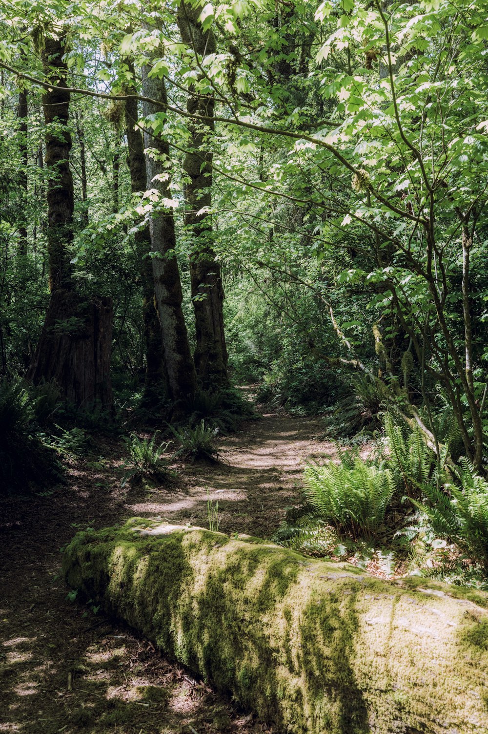 a dirt path in the middle of a forest