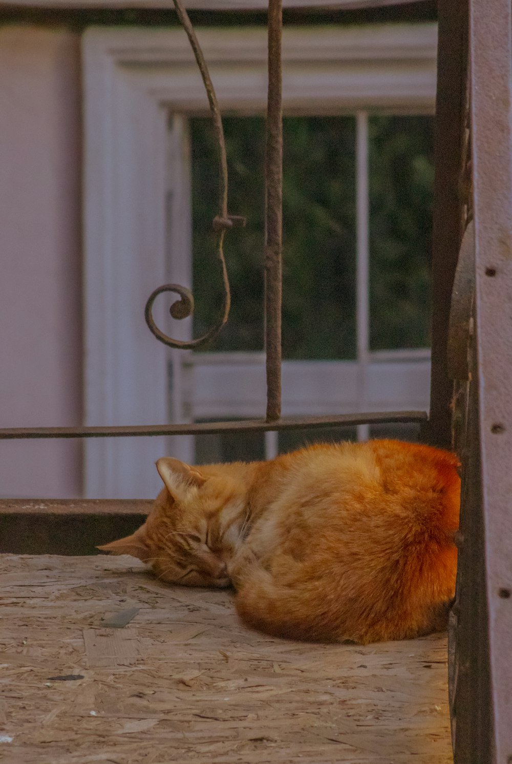 an orange cat is sleeping on a porch