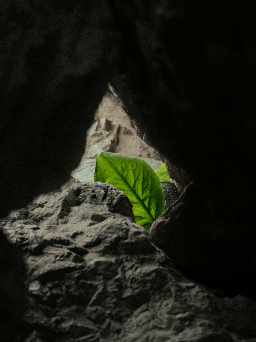 a green leaf sitting on top of a rock