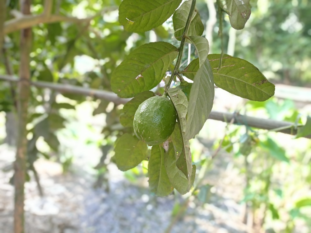 a tree filled with lots of green fruit