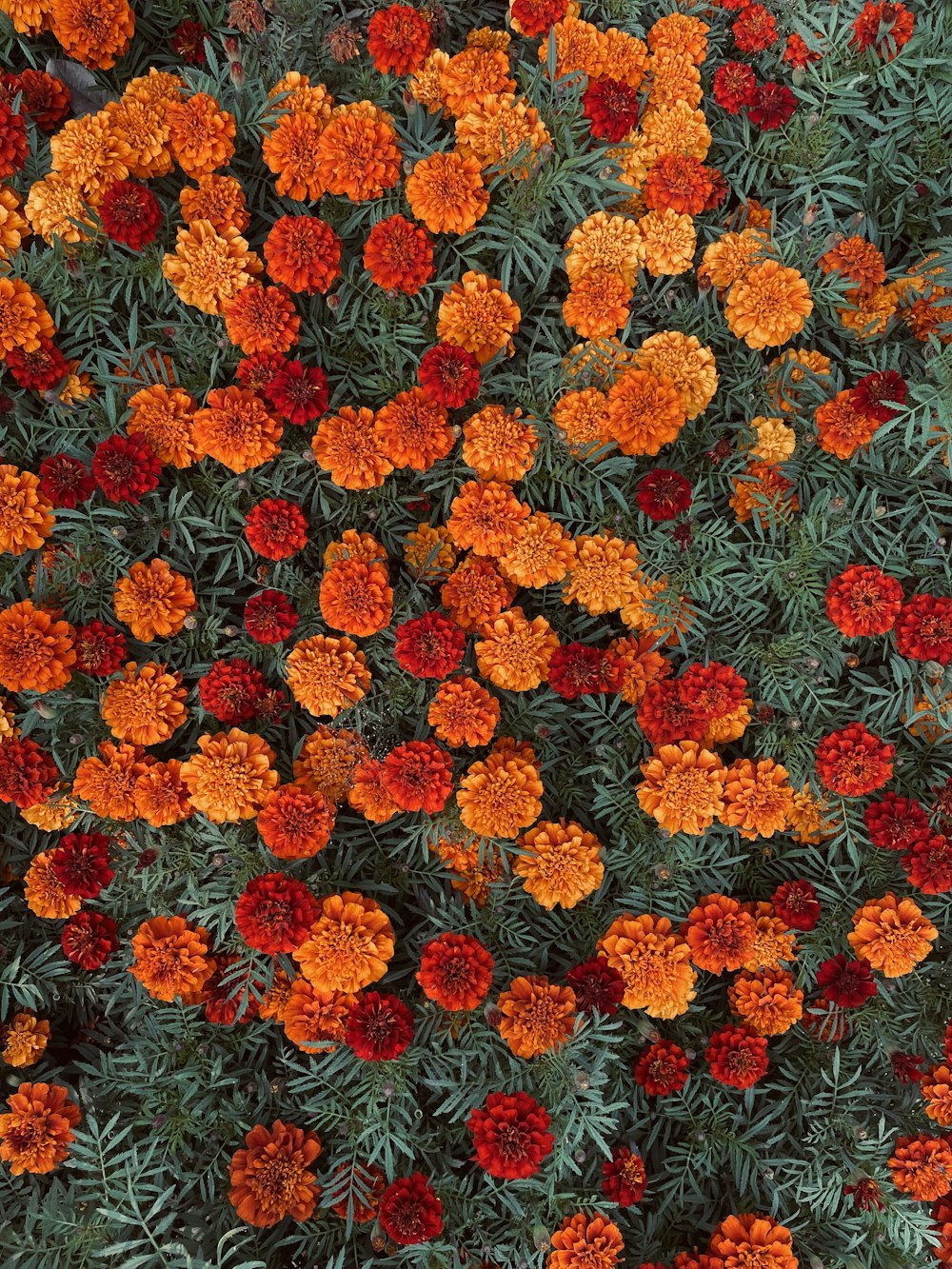 a bunch of orange and red flowers in a field