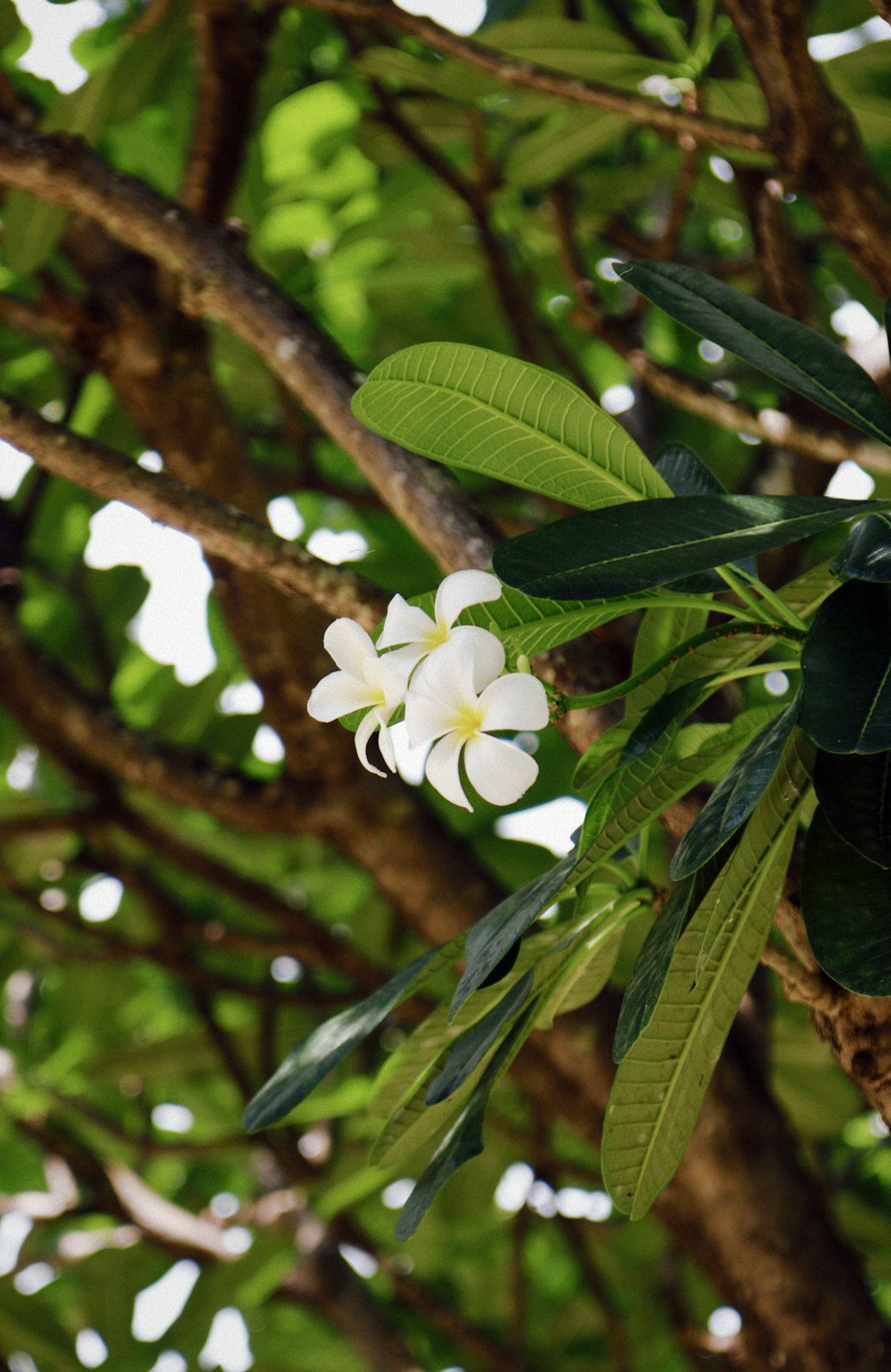 a white flower is growing on a tree