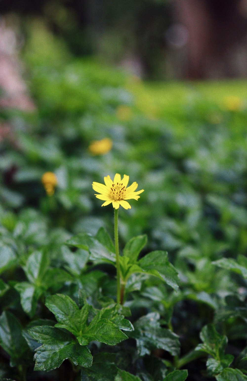 a single yellow flower in a field of green leaves