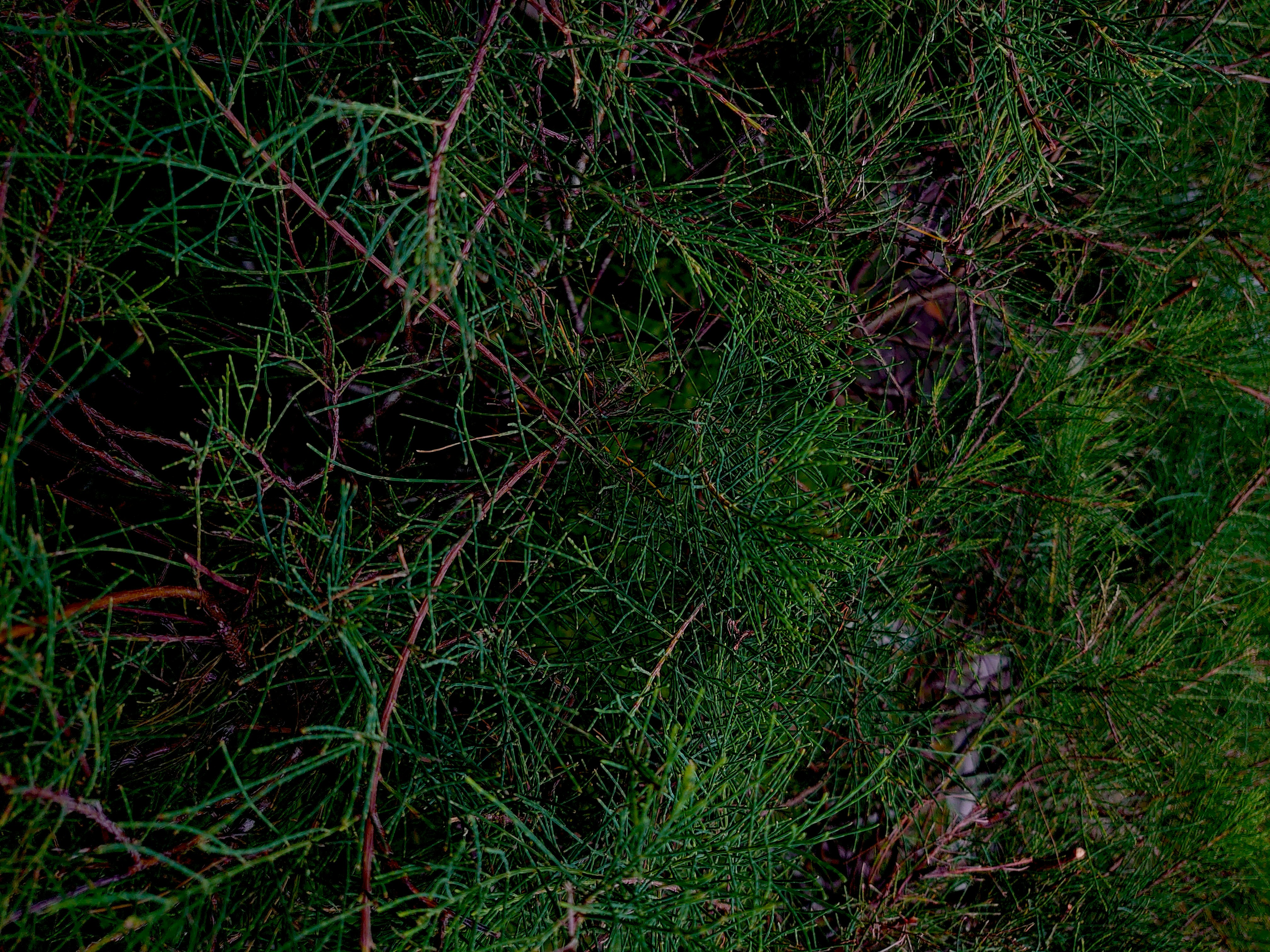 Photo by ozthemortal