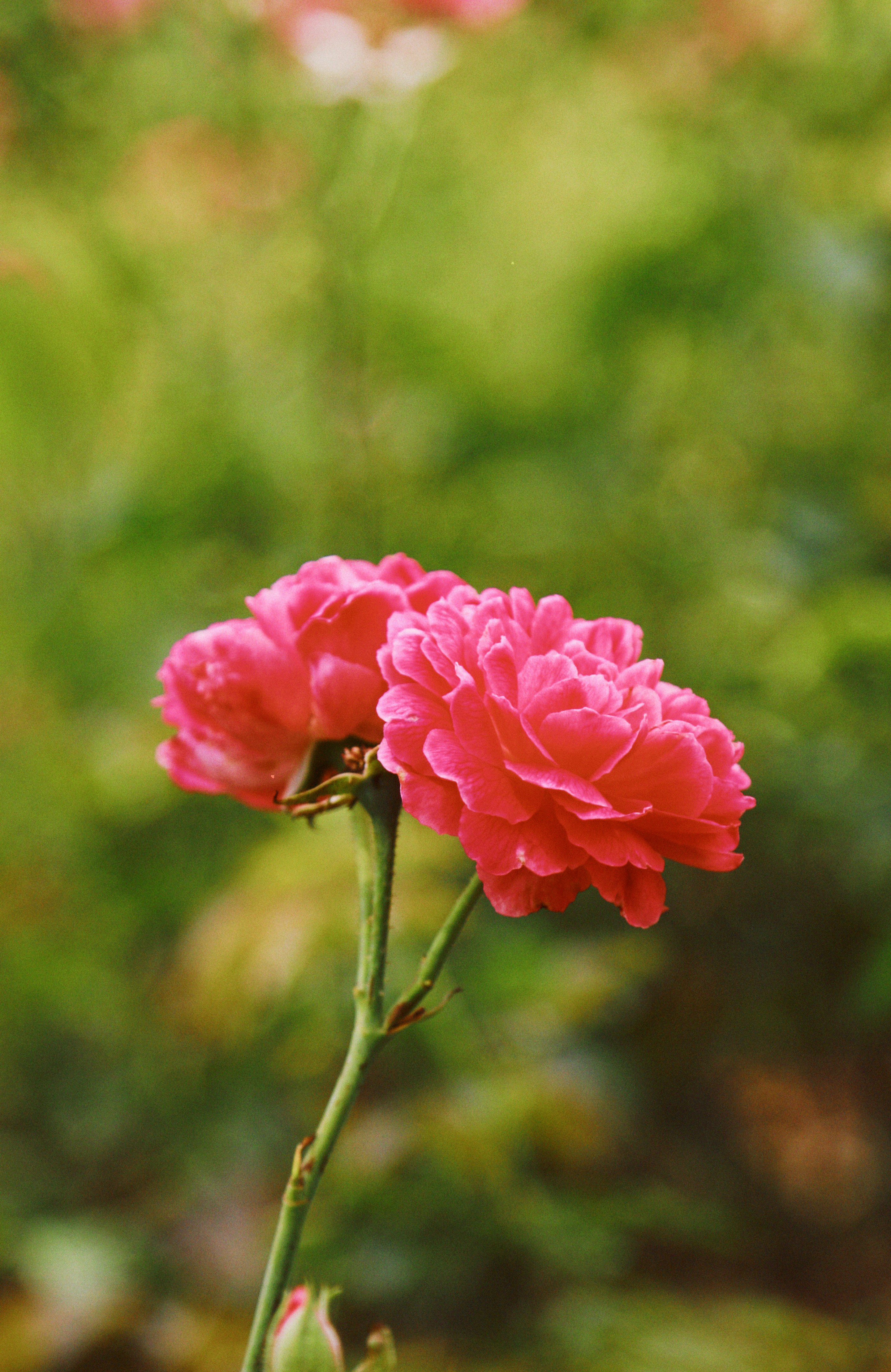 Photo by theotherdreams