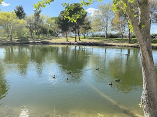 a group of ducks floating on top of a lake