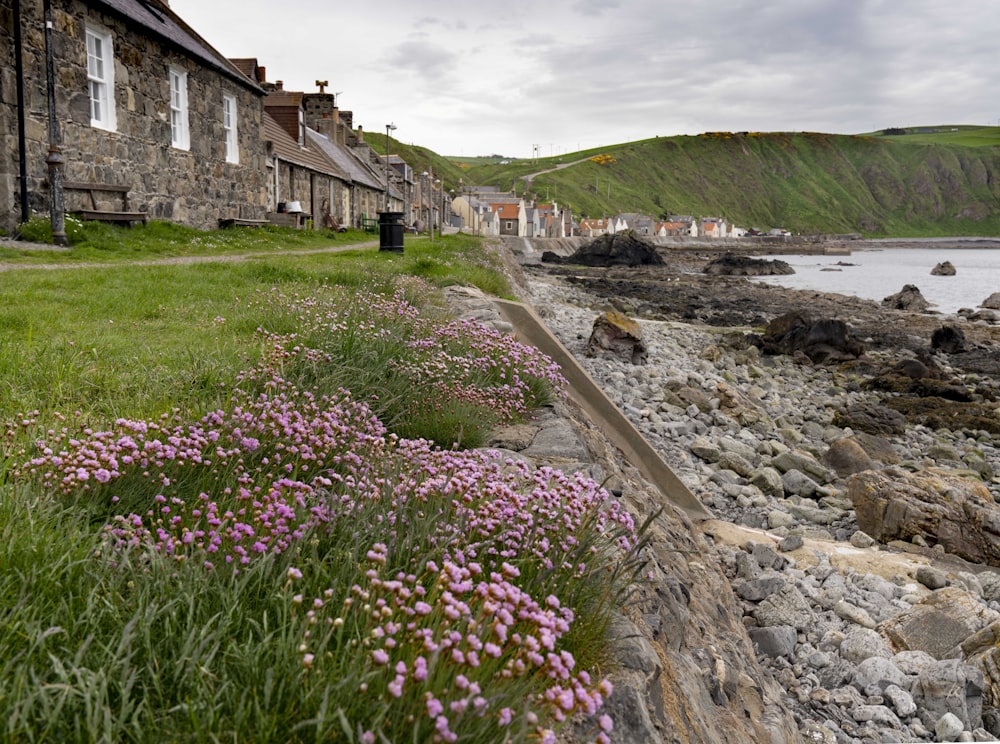 a rocky shore line with flowers growing on it